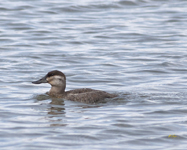 Ruddy Duck